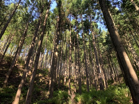 間伐済スギ林